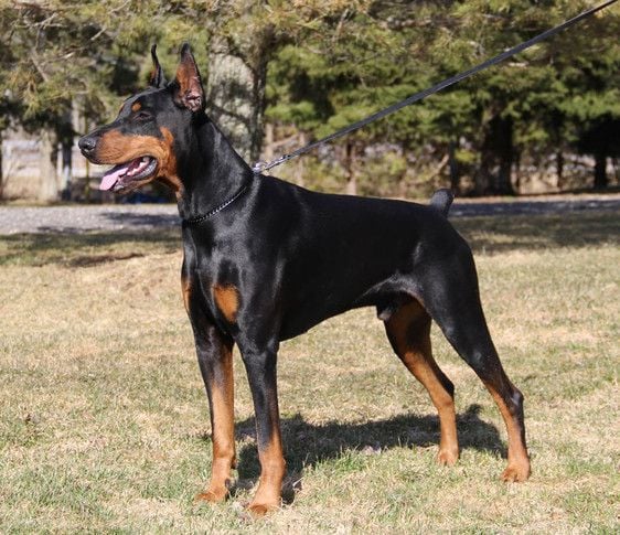 Dobereich dobermans hot sale